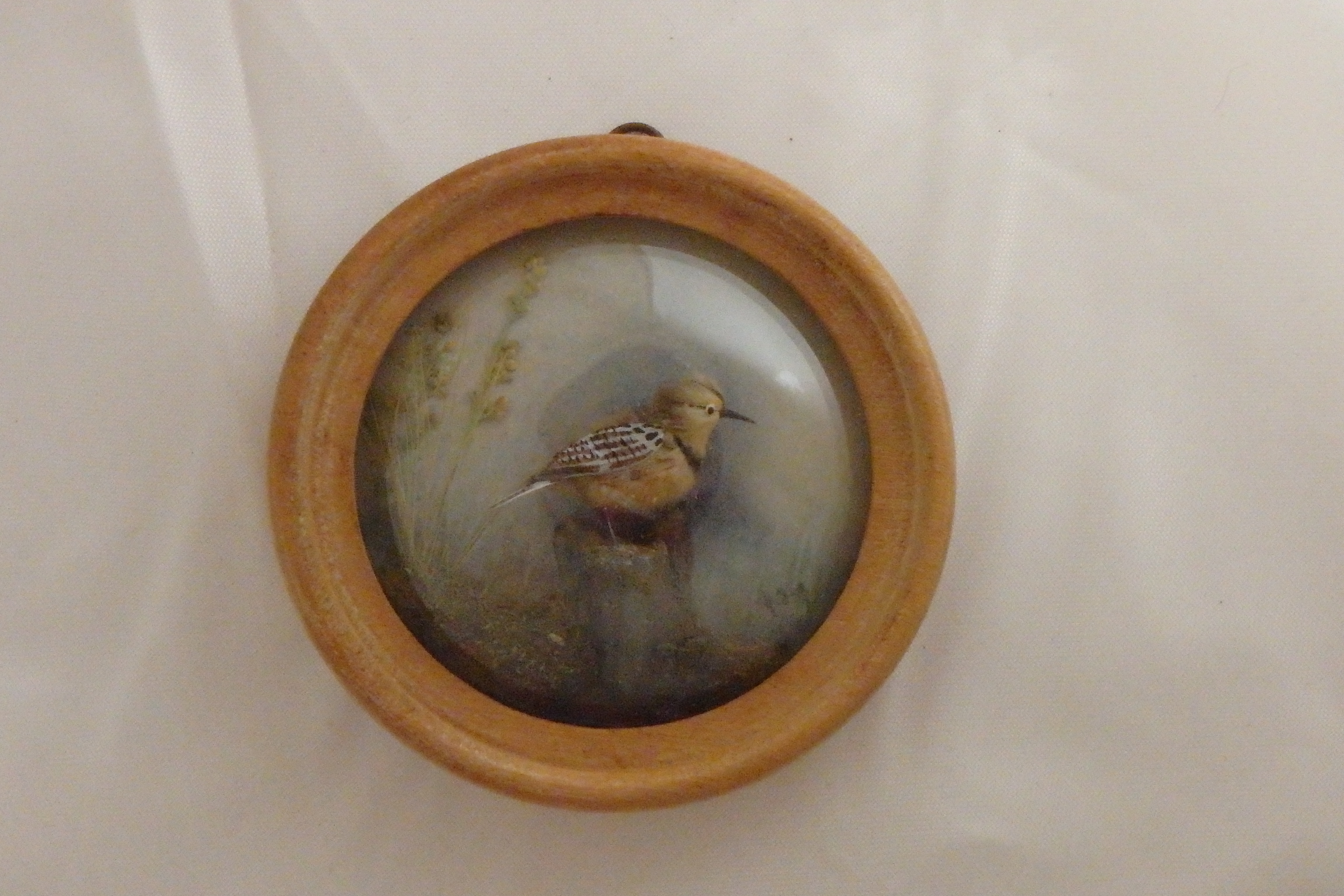 Meadow Lark